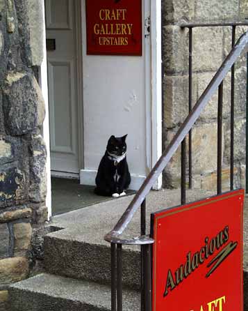 This is Eddy the cat, quite at home here.